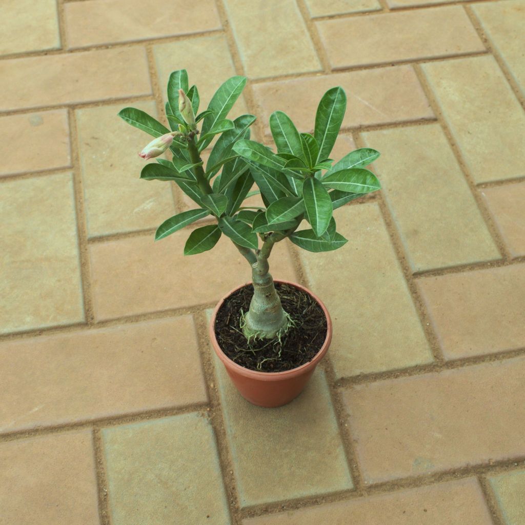 Buy Adenium in 3 Inch Nursery Pot Online | Urvann.com Adenium in 3 Inch Nursery Pot