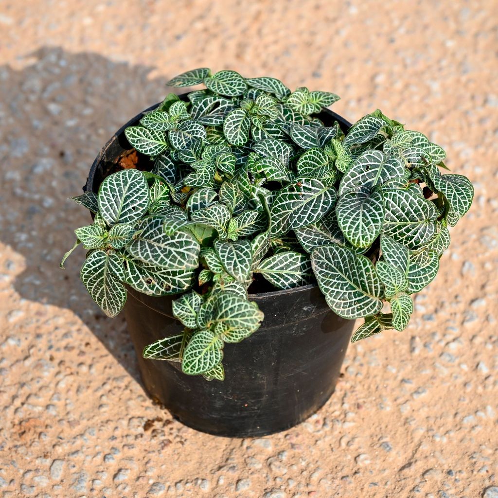 Buy Fittonia / Nerve Plant in 4 Inch Nursery Pot Online | Urvann.com Fittonia / Nerve Plant in 4 Inch Nursery Pot