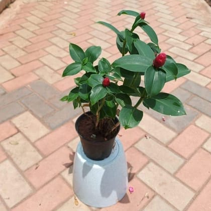Buy Indian Head Ginger in 6 Inch Plastic Pot Online | Urvann.com