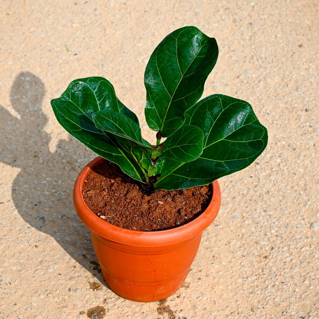 Fiddle Leaf Fig / Ficus Lyrata in 7 Inch Terracotta Red Classy Plastic Pot