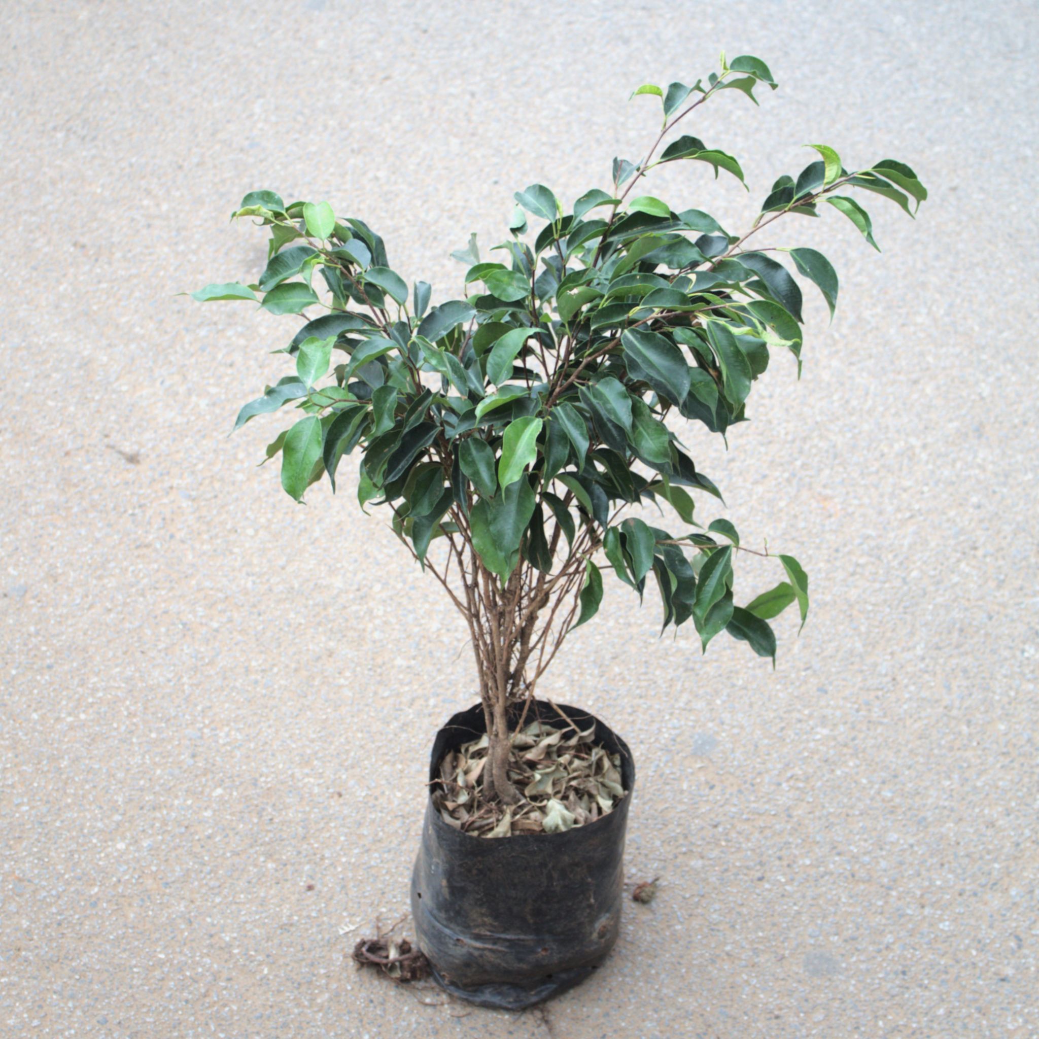 Ficus Benjamina in 5 Inch Nursery Bag