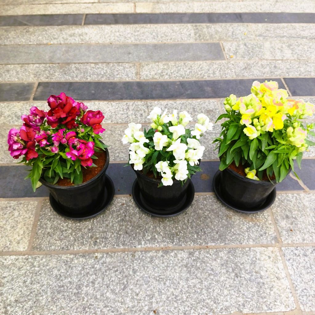 Buy Set of 3 - Dog Flower / Antirrhinum Majus / Snapdragon (Yellow, Pink & White) in 5 Inch Nursery Pot with Tray in 5 Inch Nursery Bag Online | Urvann.com Set of 3 - Dog Flower / Antirrhinum Majus / Snapdragon (Yellow, Pink & White) in 5 Inch Nursery Pot with Tray