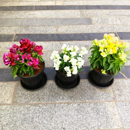 Buy Set of 3 - Dog Flower / Antirrhinum Majus / Snapdragon (Yellow, Pink & White) in 5 Inch Nursery Pot with Tray in 5 Inch Nursery Bag Online | Urvann.com