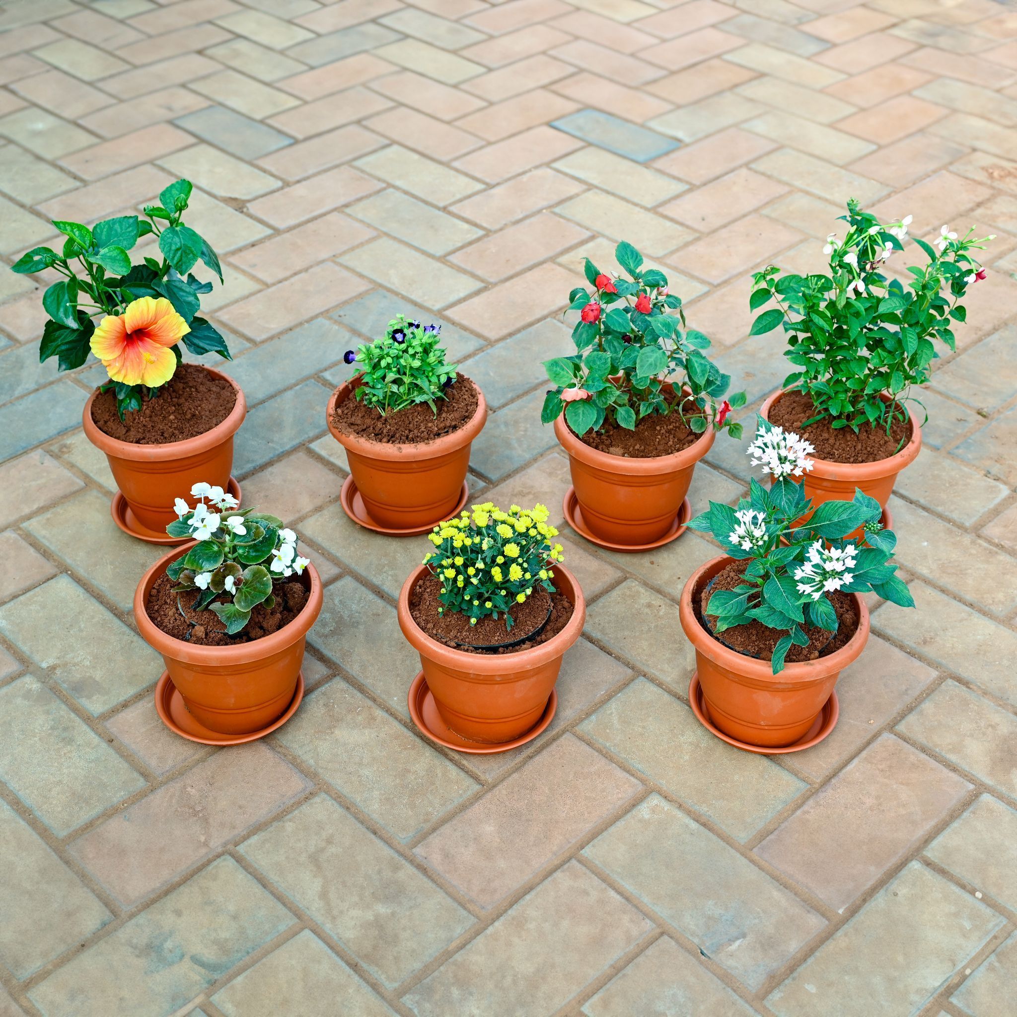 Set of 7 - Pentas, Chrysanthemum / Guldawari, Begonia , Torenia / Wishbone , Madhu Malti / Rangoon Creeper, Salvia, Hibiscus / Gudhal (any colour) in 7 Inch Classy Red Plastic Pot with Tray