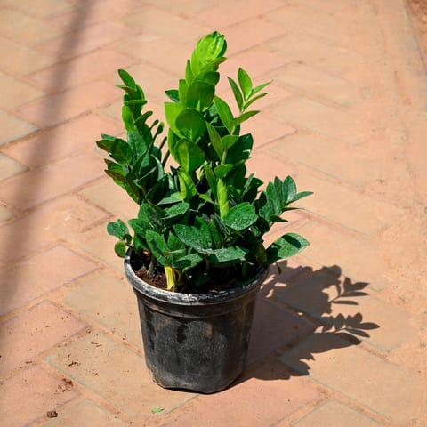 Zz Plant in 8 Inch Nursery Pot
