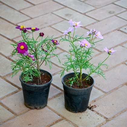 Set of 2 - Cosmos (Purple & Pink) in 4 Inch Nursery Pot