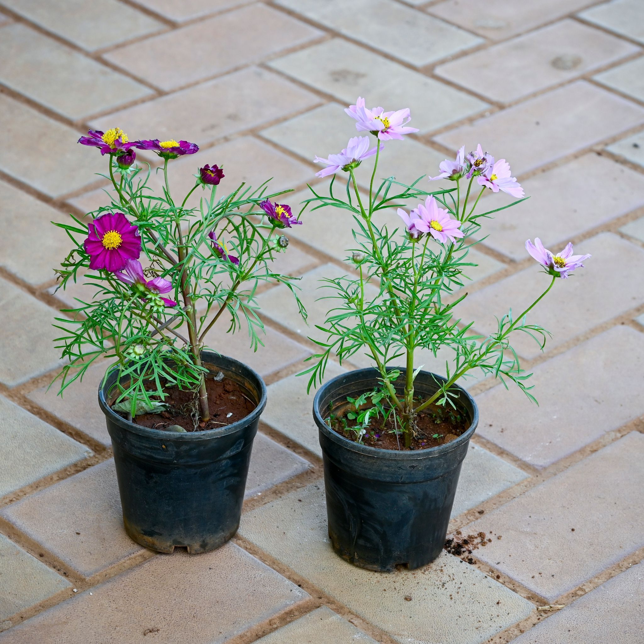 Set of 2 - Cosmos (Purple & Pink) in 4 Inch Nursery Pot
