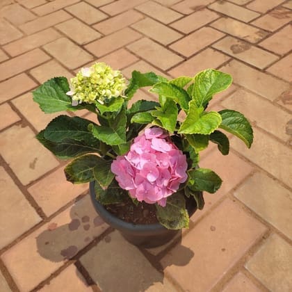 Buy Hydrangea (any colour) in 8 Inch Plastic Pot  Online | Urvann.com