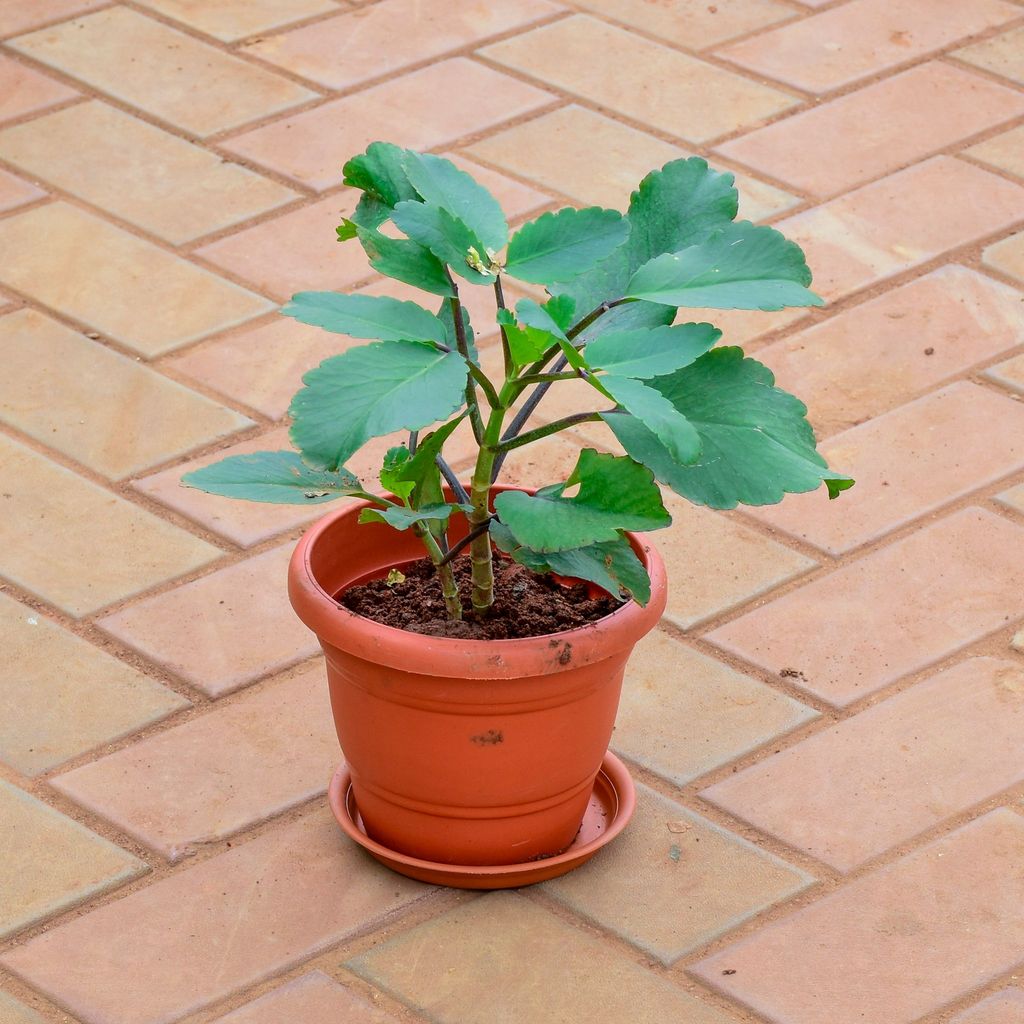 Buy Patharchatta / Kalanchoe Pinnata in 7 Inch Classy Red Plastic Pot with Tray Online | Urvann.com Patharchatta / Kalanchoe Pinnata in 7 Inch Classy Red Plastic Pot with Tray