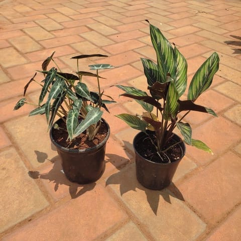 Set of 2 - Alocasia Green & Pin- Stripe Calathea in 4 Inch Nursery Pot