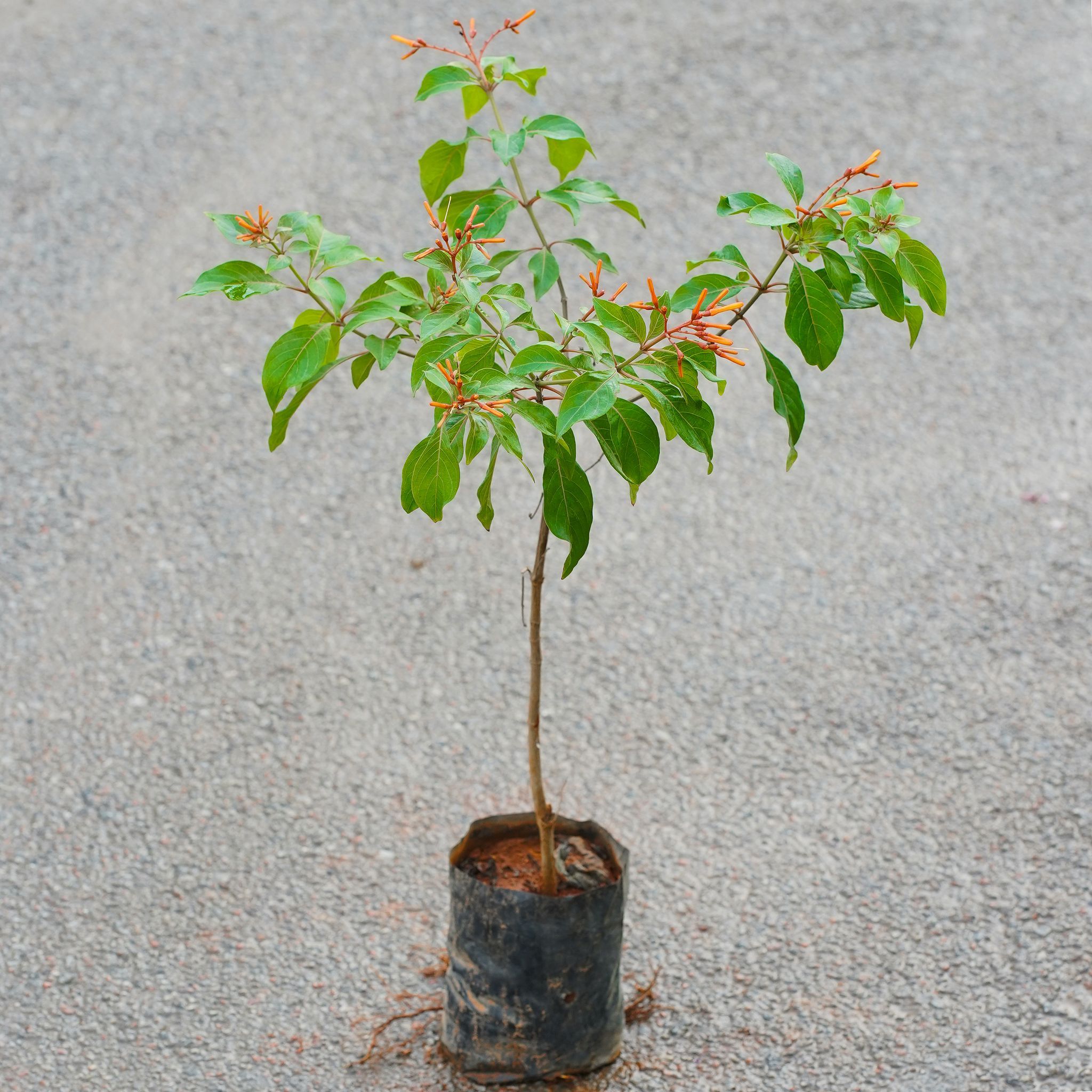 Hamelia / Firebush (Any Colour) in 5 Inch Nursery Bag