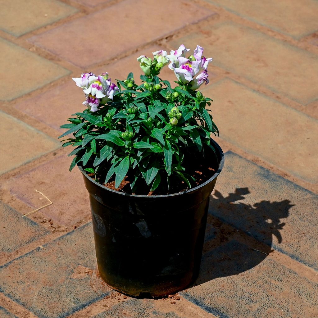Buy Antirrhinum Majus / Dog Flower (Any Colour) in 4 Inch Nursery Pot Online | Urvann.com Antirrhinum Majus / Dog Flower (Any Colour) in 4 Inch Nursery Pot