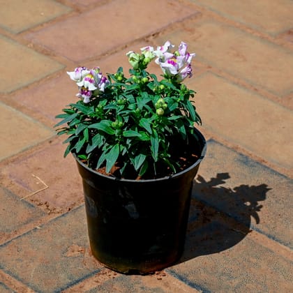 Buy Antirrhinum Majus / Dog Flower (Any Colour) in 4 Inch Nursery Pot Online | Urvann.com