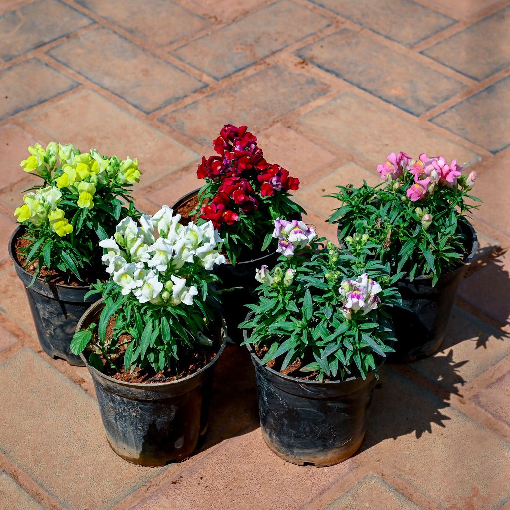 Buy Set of 5 - Antirrhinum Majus / Dog Flower (Any Colour) in 4 Inch Nursery Pot Online | Urvann.com Set of 5 - Antirrhinum Majus / Dog Flower (Any Colour) in 4 Inch Nursery Pot