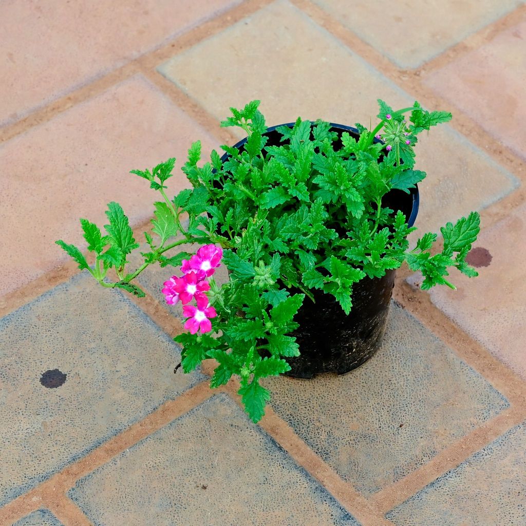 Buy Verbena Pink in 5 Inch Nursery Pot Online | Urvann.com Verbena Pink in 5 Inch Nursery Pot