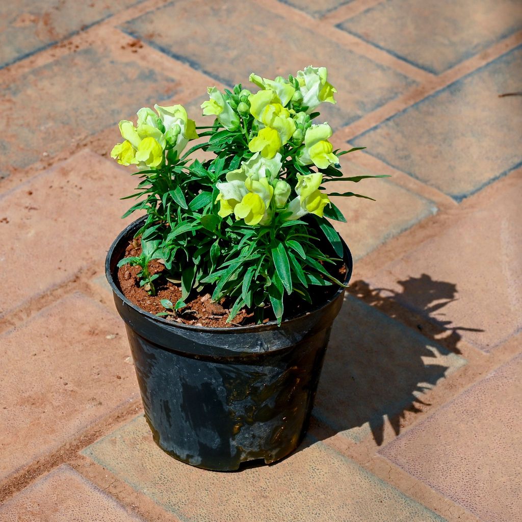 Buy Antirrhinum Majus / Dog Flower (Any Colour) in 4 Inch Nursery Pot Online | Urvann.com Antirrhinum Majus / Dog Flower (Any Colour) in 4 Inch Nursery Pot
