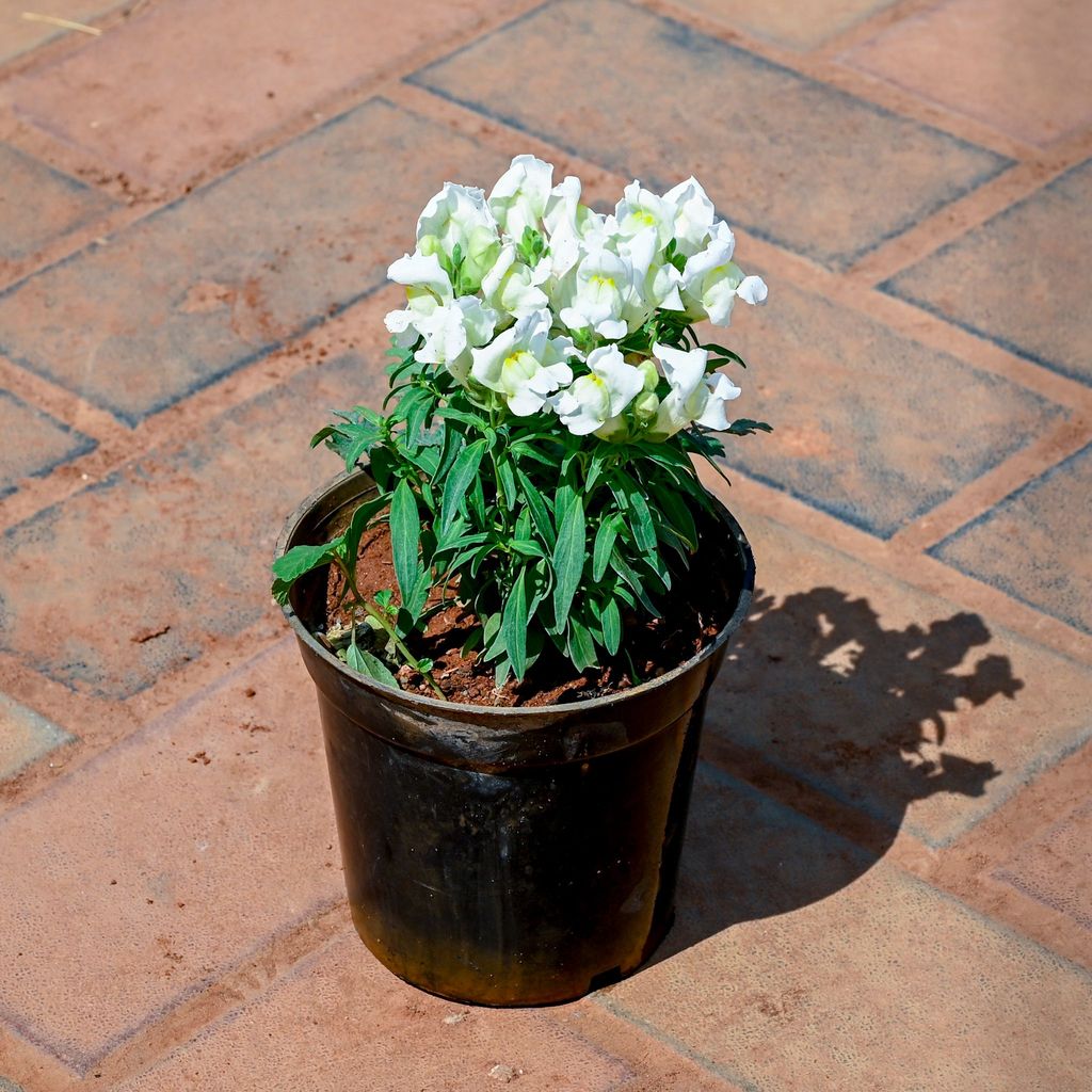 Buy Antirrhinum Majus / Dog Flower (Any Colour) in 4 Inch Nursery Pot Online | Urvann.com Antirrhinum Majus / Dog Flower (Any Colour) in 4 Inch Nursery Pot