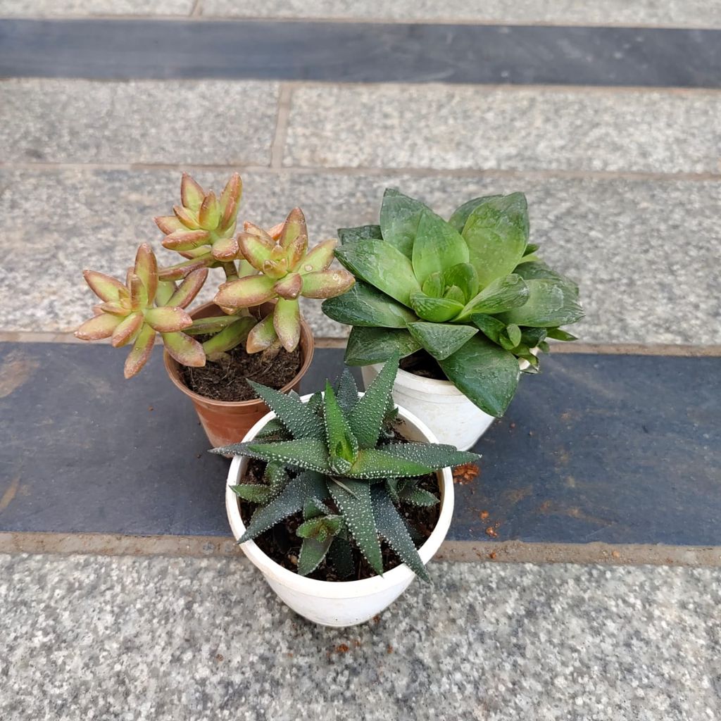 Set of 3 - Succulent (Haworthia Retusa, Tiger Tooth Aloe & Golden Sedum) in 3 Inch Nursery Pot