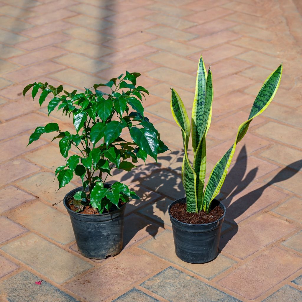 Set Of 2 - (China Doll & Snake Plant) in 5 Inch Nursery Pot