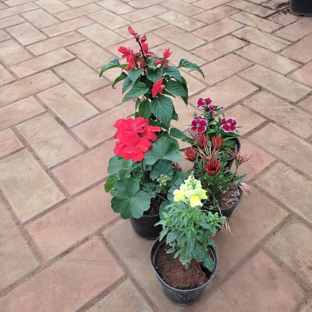 Buy Flowering Combo - Set of 5 - Dog Flower, Salvia, Dianthus, Balsam & Gazania) (any colour) in 5 Inch Plastic pot Online | Urvann.com Flowering Combo - Set of 5 - Dog Flower, Salvia, Dianthus, Balsam & Gazania) (any colour) in 5 Inch Nursery Pot