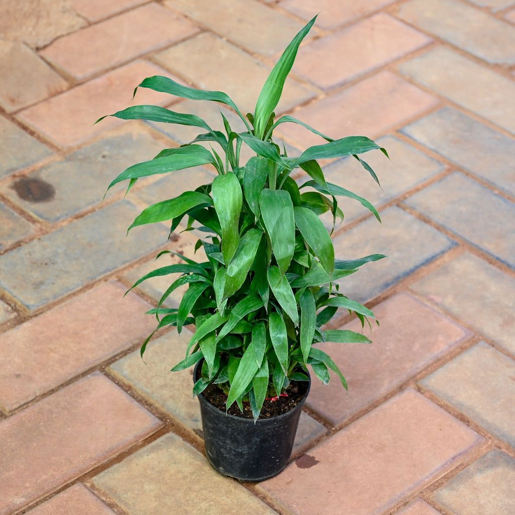 Buy Lucky Bamboo 3 layer in 5 Inch Nursery Pot Online | Urvann.com Lucky Bamboo 3 layer in 5 Inch Nursery Pot