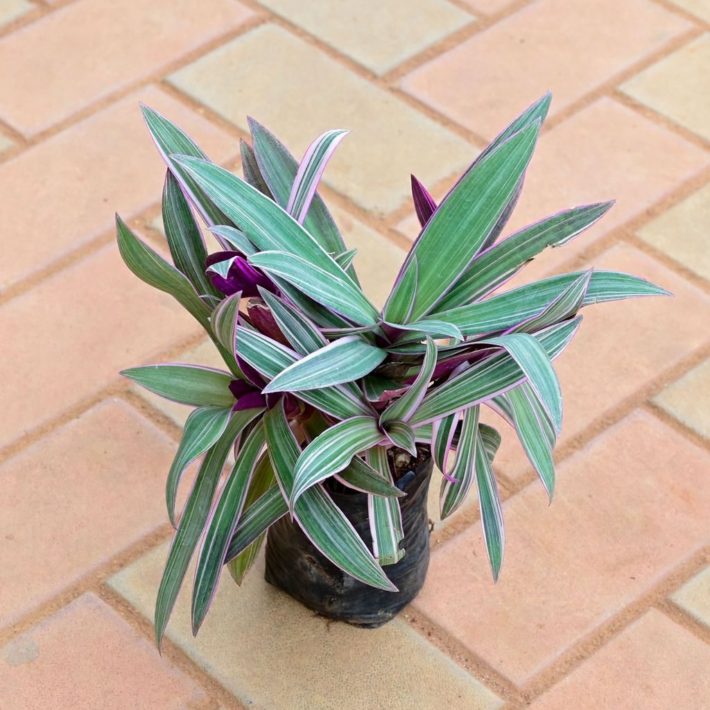 Buy Moses in the Cradle / Tradescantia spathacea in 4 Inch Nursery Bag Online | Urvann.com Moses in the Cradle / Tradescantia spathacea in 4 Inch Nursery Bag