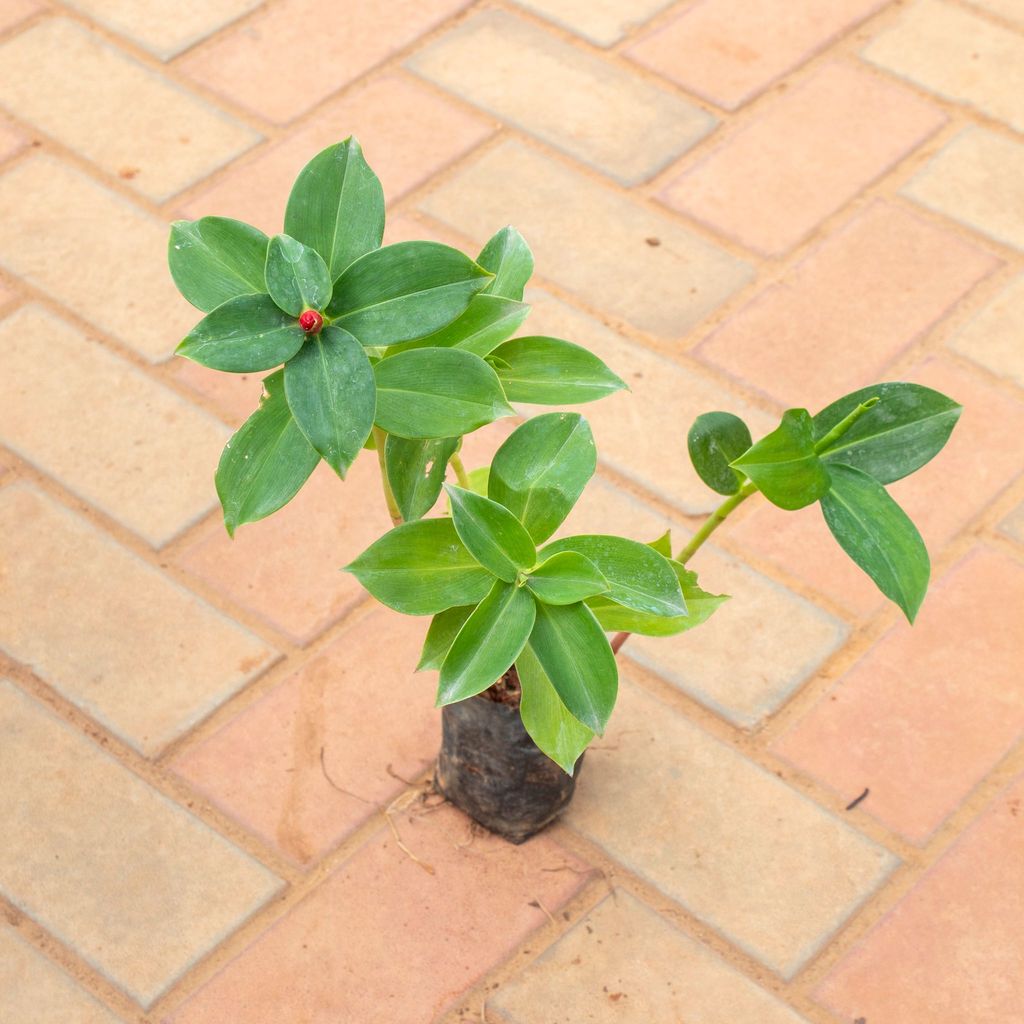 Buy Indian Head Ginger (Any Colour) in 4 Inch Nursery Bag Online | Urvann.com Indian Head Ginger (Any Colour) in 4 Inch Nursery Bag
