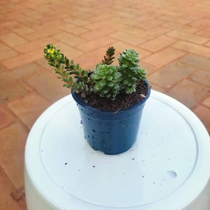 Buy Burro's - Tail Dark Green Succulent in 3 Inch Plastic Pot Online | Urvann.com