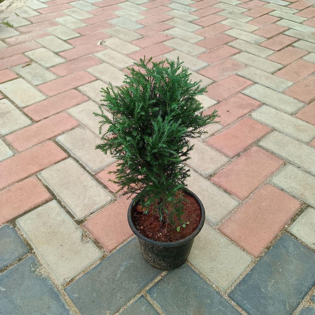 Buy Juniperus in 6 Inch Plastic Pot Online | Urvann.com Juniperus in 6 Inch Nursery Pot