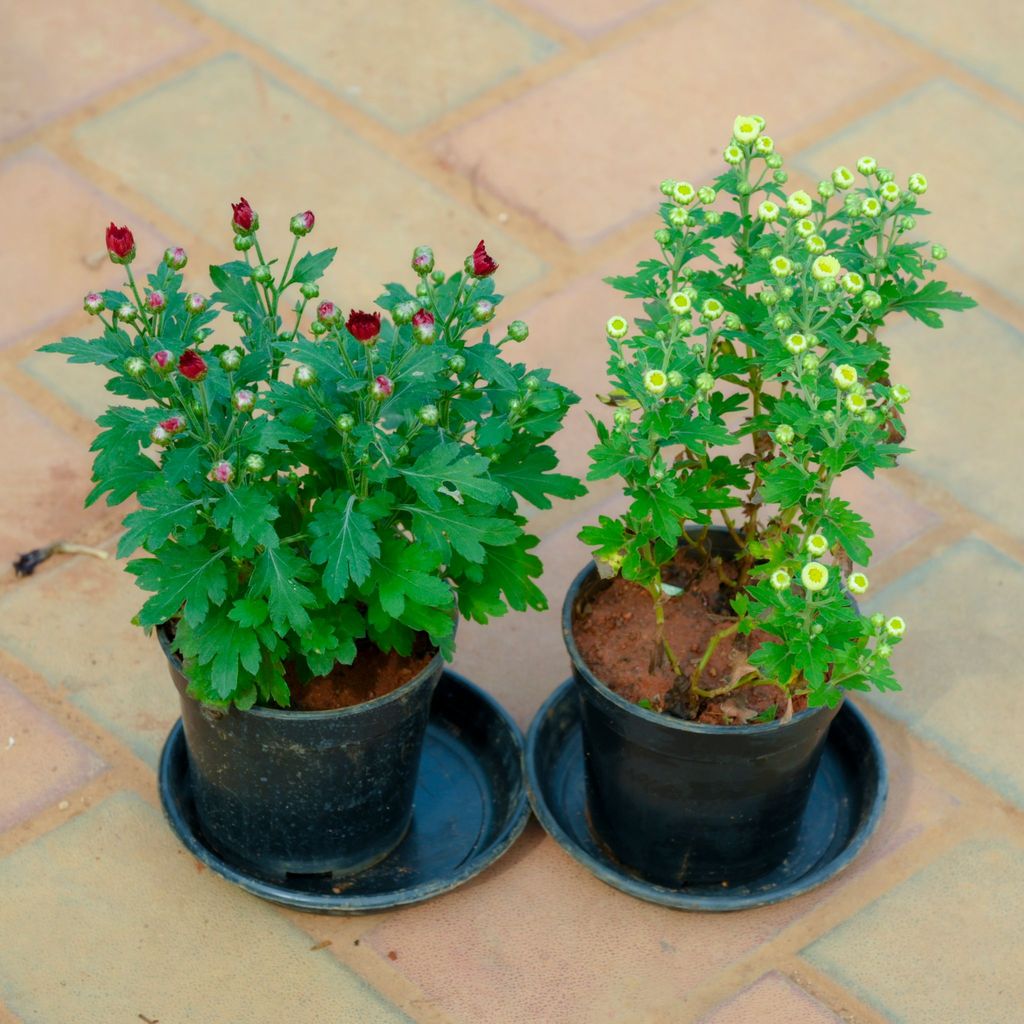 Buy Set Of 2 - Chrysanthemum / Guldaudi / Guldawari (Yellow & Red) in 4 Inch Nursery Pot With Tray Online | Urvann.com Set Of 2 - Chrysanthemum / Guldaudi / Guldawari (Yellow & Red) in 4 Inch Nursery Pot With Tray