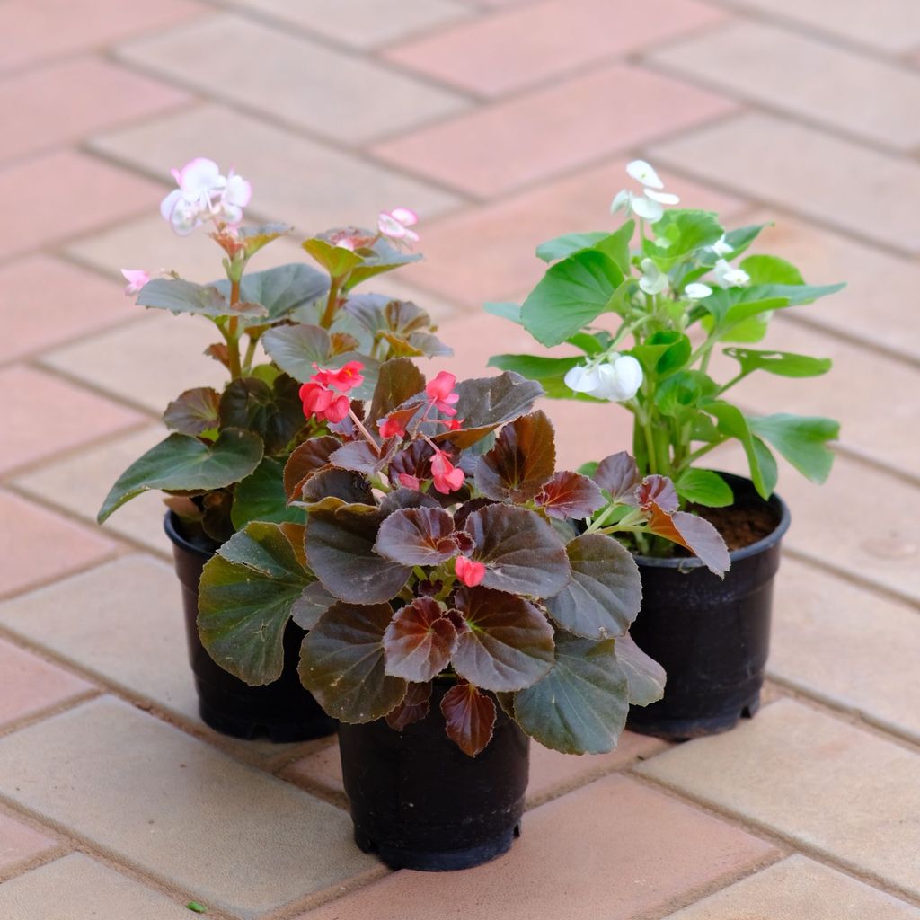Buy Set of 3 - Begonias (Different colours) in 4 Inch Nursery Pot Online | Urvann.com Set of 3 - Begonias (Different colours) in 4 Inch Nursery Pot