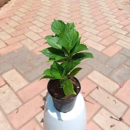Buy Hydrangea in 6 Inch Plastic Pot Online | Urvann.com
