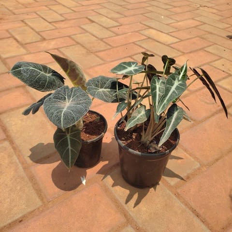 Set of 2 - Alocasia (Black & Green) in 4 Inch Nursery Pot