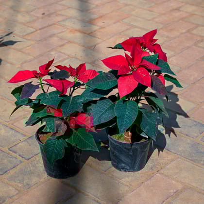 Buy Set Of 2 - Poinsettia Red in 5 Inch Nursery Pot Online | Urvann.com
