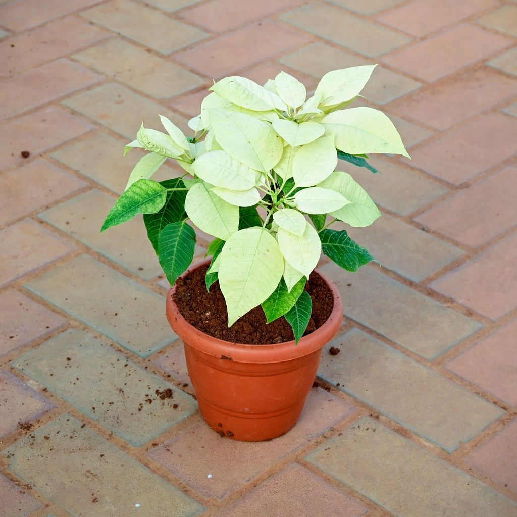 Buy Poinsettia / Christmas Flower Yellow in 7 Inch Classy Red Plastic Pot Online | Urvann.com Poinsettia / Christmas Flower Yellow in 7 Inch Classy Red Plastic Pot