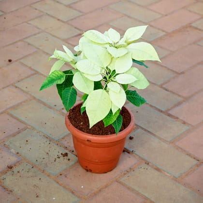 Buy Poinsettia / Christmas Flower Yellow in 7 Inch Classy Red Plastic Pot Online | Urvann.com