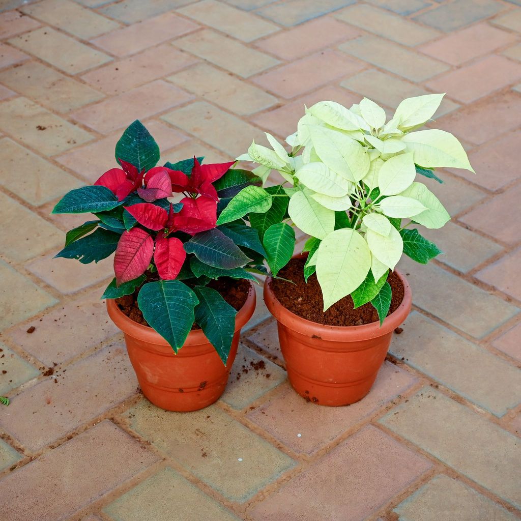 Buy Set of 2 - Christmas Flower / Poinsettia (Red & Yellow) in 7 Inch Classy Red Plastic Pot Online | Urvann.com Set of 2 - Christmas Flower / Poinsettia (Red & Yellow) in 7 Inch Classy Red Plastic Pot