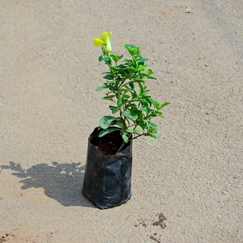 Allamanda Yellow in 4 Inch Nursery Bag