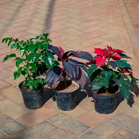 Set Of 3 - Radermachera, Dracaena Rosea & Poinsettia Red in 5 Inch Nursery Pot