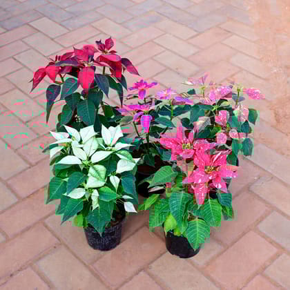 Buy Set of 5 - Poinsettia / Christmas Flower ( Red, White, Red Pink, Pink White & Pink) in 7 Inch Nursery Pot Online | Urvann.com