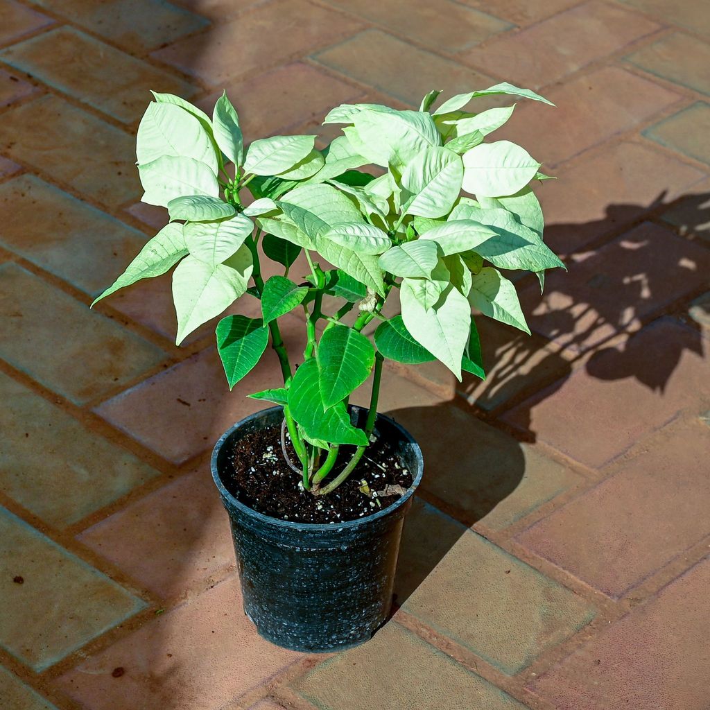 Buy Poinsettia / Christmas Flower White in 5 Inch Nursery Pot Online | Urvann.com Poinsettia / Christmas Flower White in 5 Inch Nursery Pot