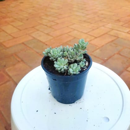 Buy Burro's - Tail Light Green Succulent in 3 Inch Plastic Pot Online | Urvann.com