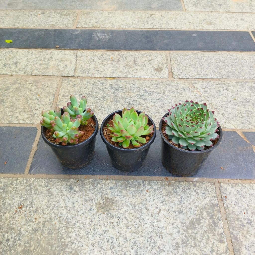 Set of 3 - Lakshmi Kamal, Jelly Bean & Echeveria Red Tipped Succulent in 3 Inch Nursery Pot