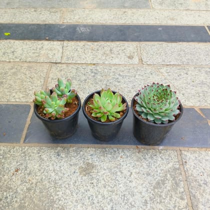 Buy Set of 3 - Lakshmi Kamal, Jelly Bean & Echeveria Red Tipped Succulent in 3 Inch Nursery Pot Online | Urvann.com