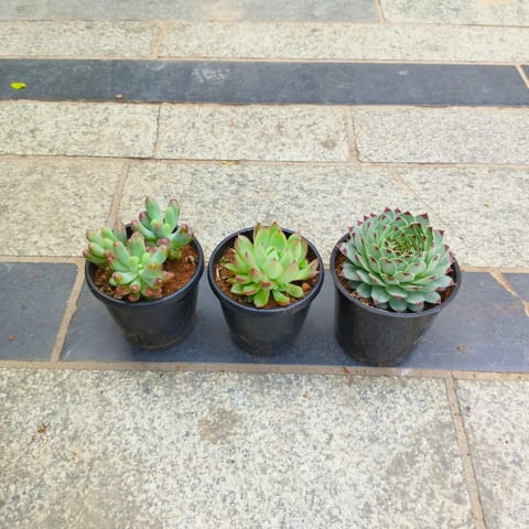 Set of 3 - Lakshmi Kamal, Jelly Bean & Echeveria Red Tipped Succulent in 3 Inch Nursery Pot