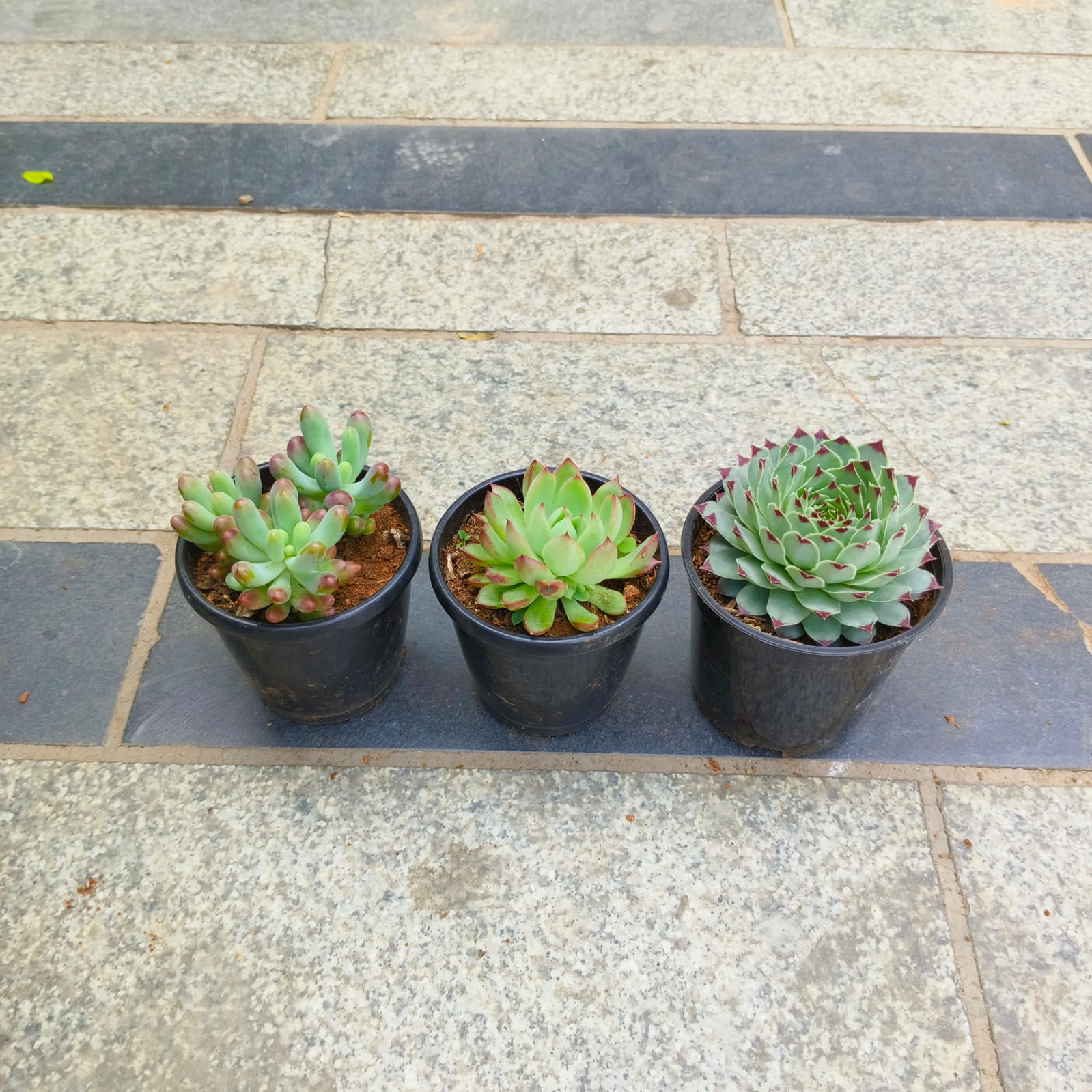 Set of 3 - Lakshmi Kamal, Jelly Bean & Echeveria Red Tipped Succulent in 3 Inch Nursery Pot
