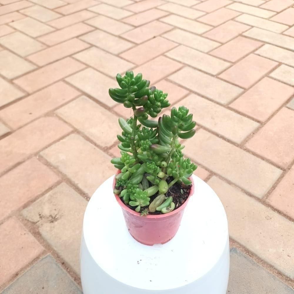 Pachyphytum / Munga Succulent in 3 Inch Nursery Pot