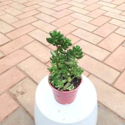 Buy Pachyphytum / Munga Succulent  in 3 Inch Plastic Pot Online | Urvann.com