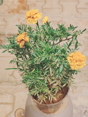 Marigold Yellow in 6 Inch Nursery Pot