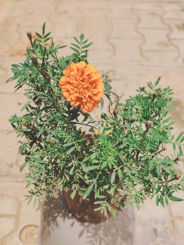 Marigold Orange in 6 Inch Nursery Pot